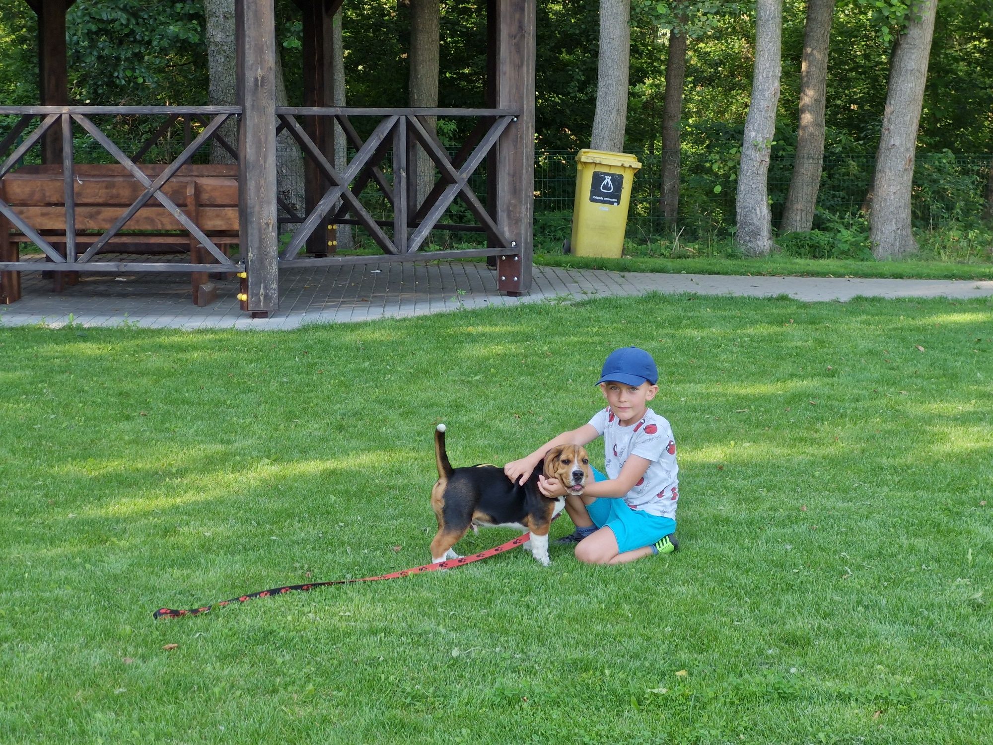 Beagle Pieski ZKWP Fci