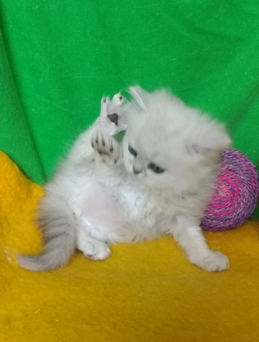 Котята серебристые шиншилла белая пепельная