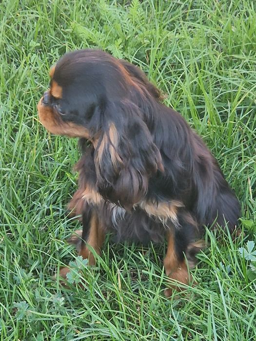 Sprzedam pieska Cavalier King  Charles