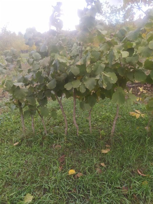 Фундук на медвежому горісі