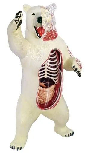 Сборная анатомическая модель Белый медведь 4D Master