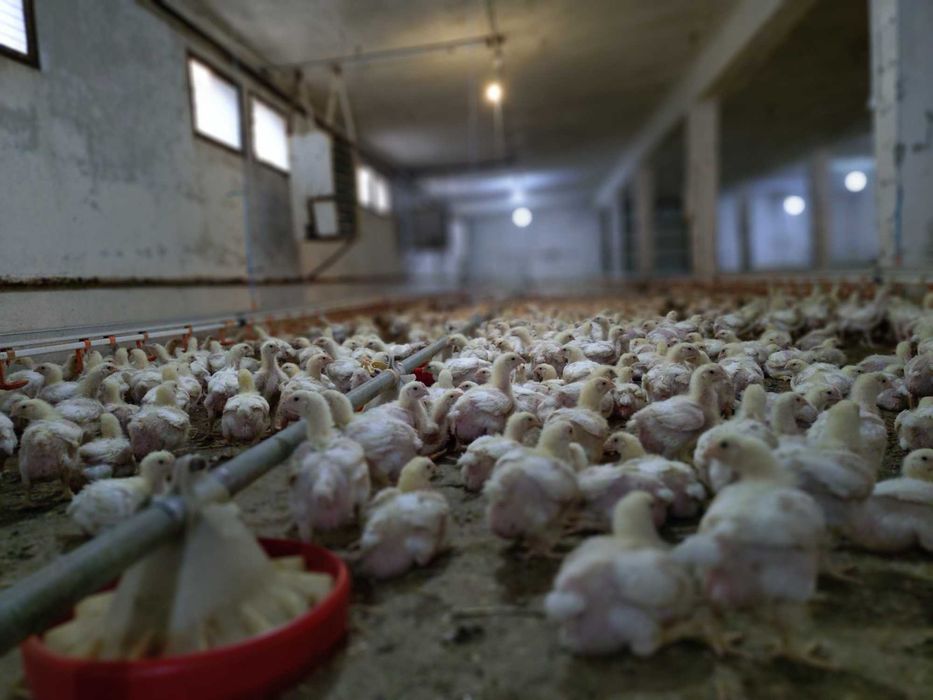 Kurczęta kurczaki brojlery