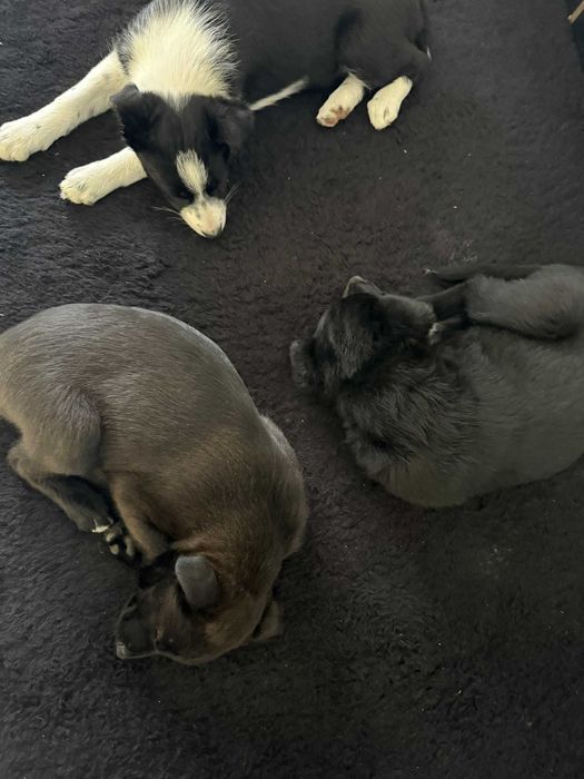 Oddam szczeniaki za darmo