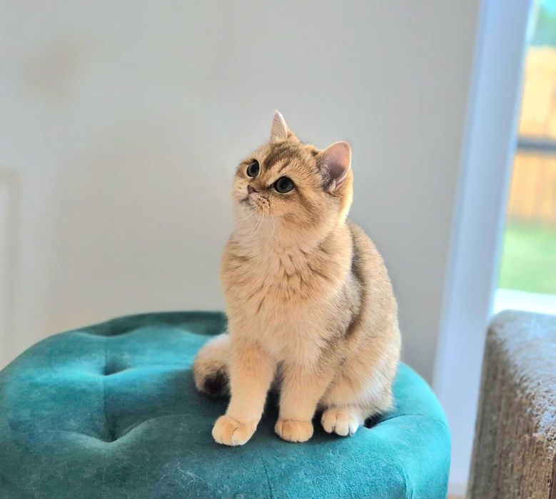 Koty Brytyjskie w wyjątkowych kolorach