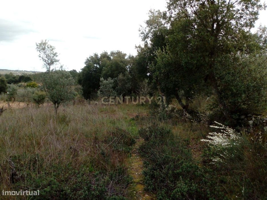 Terrenos rústicos, Salgueiro do Campo