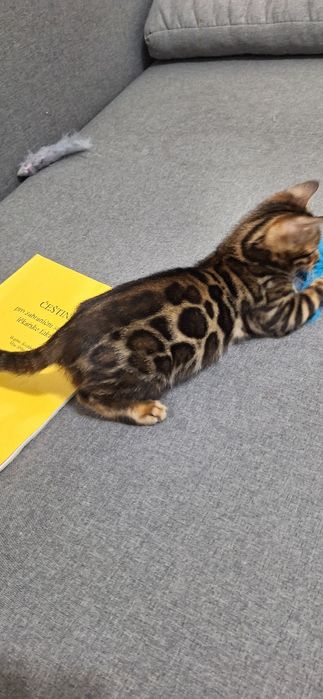 Бенгальське кошеня