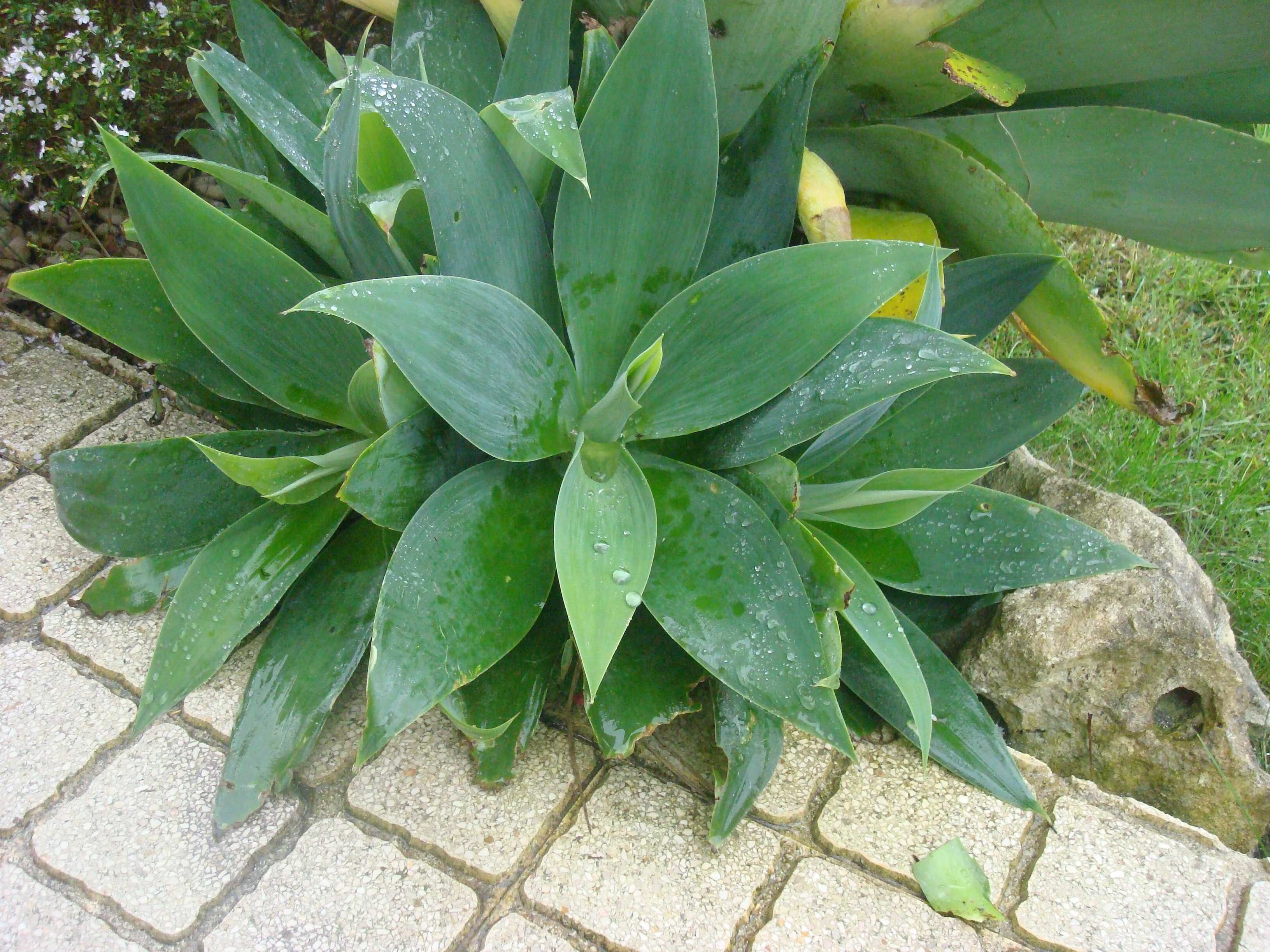 Cato agave dragão