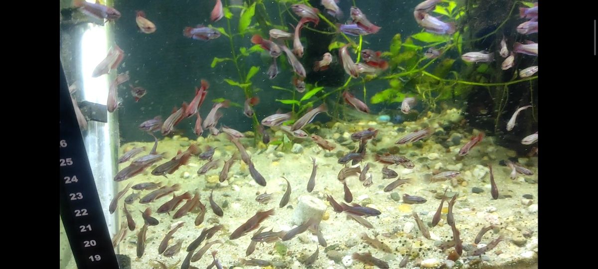 Bettas Jovens Várias cores