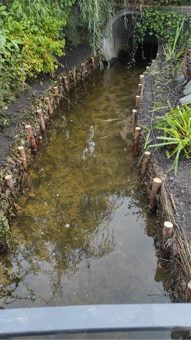 Faszynowanie brzegów stawu zabespieczanie przed osuwaniem faszyna