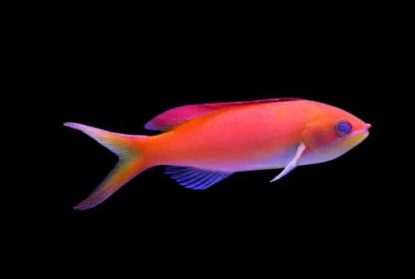 Pseudanthias Dispar M