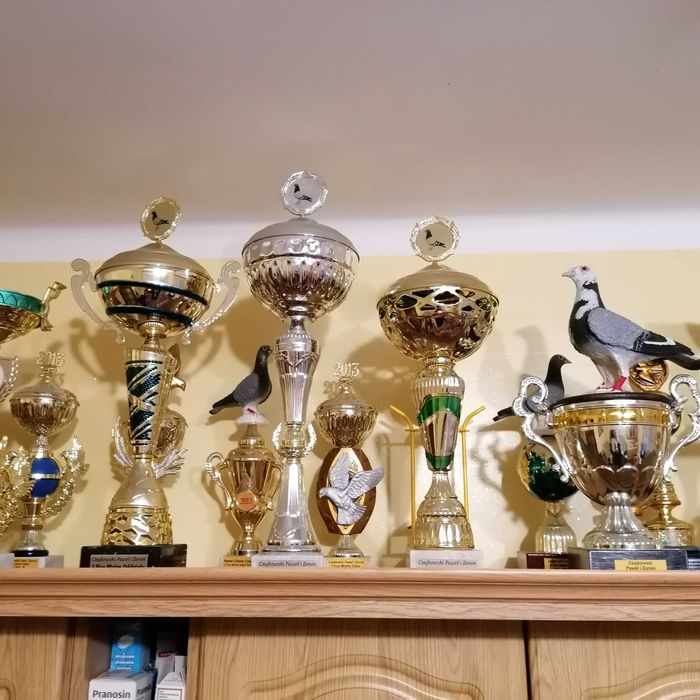 samiczka org. Tomasz Rumiński gołębie pocztowe