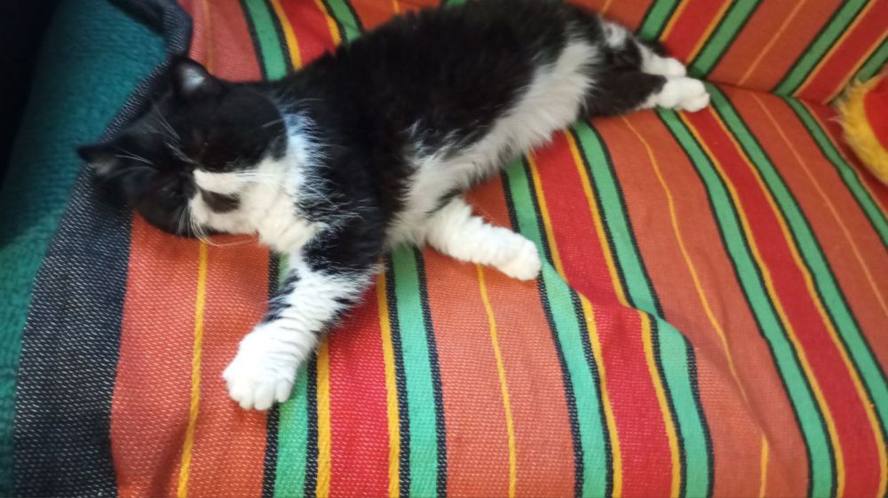 Кот, кіт екзот (вязка)