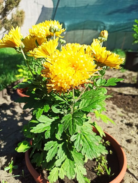 Хризантема жовта