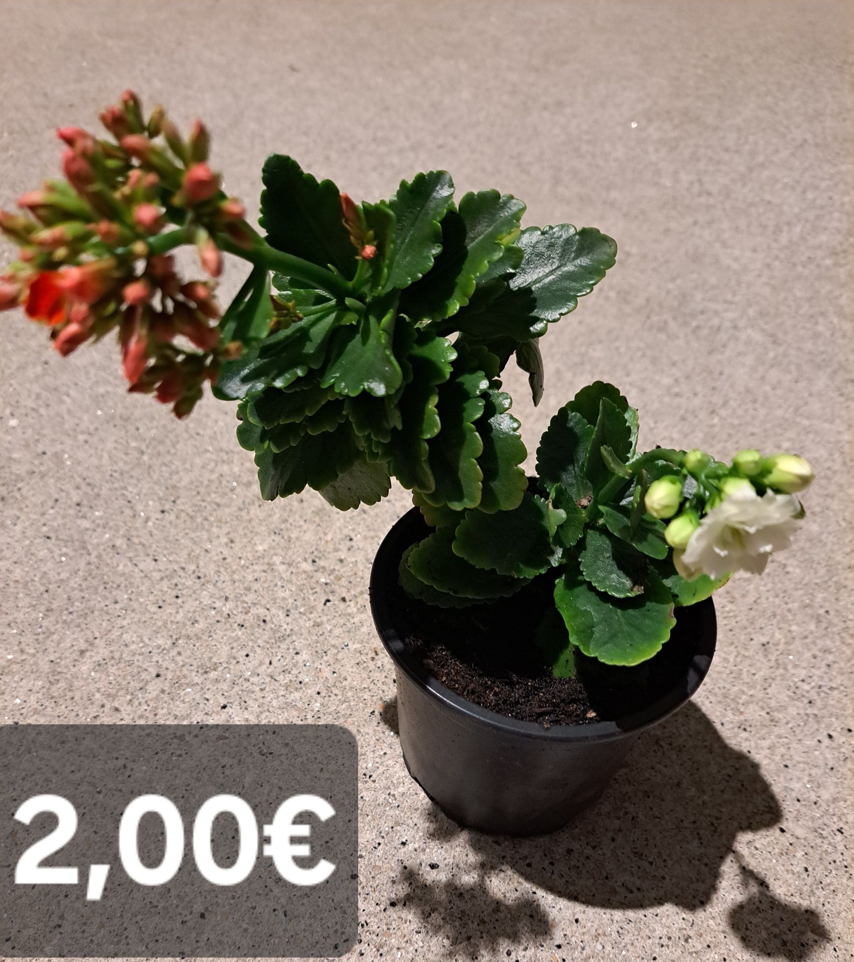 Plantas suculentas