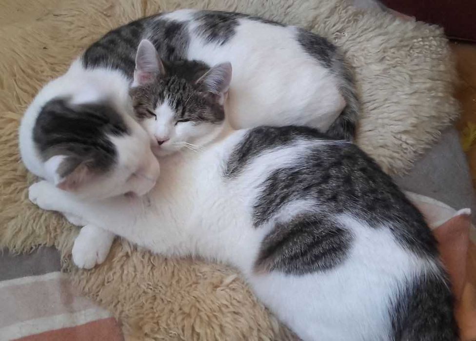 Kotki pełne miłości, 6 mies.