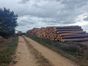 Uslugi Leśne ! Wycinka drzew ! Pozyskanie I zrywka drewna .