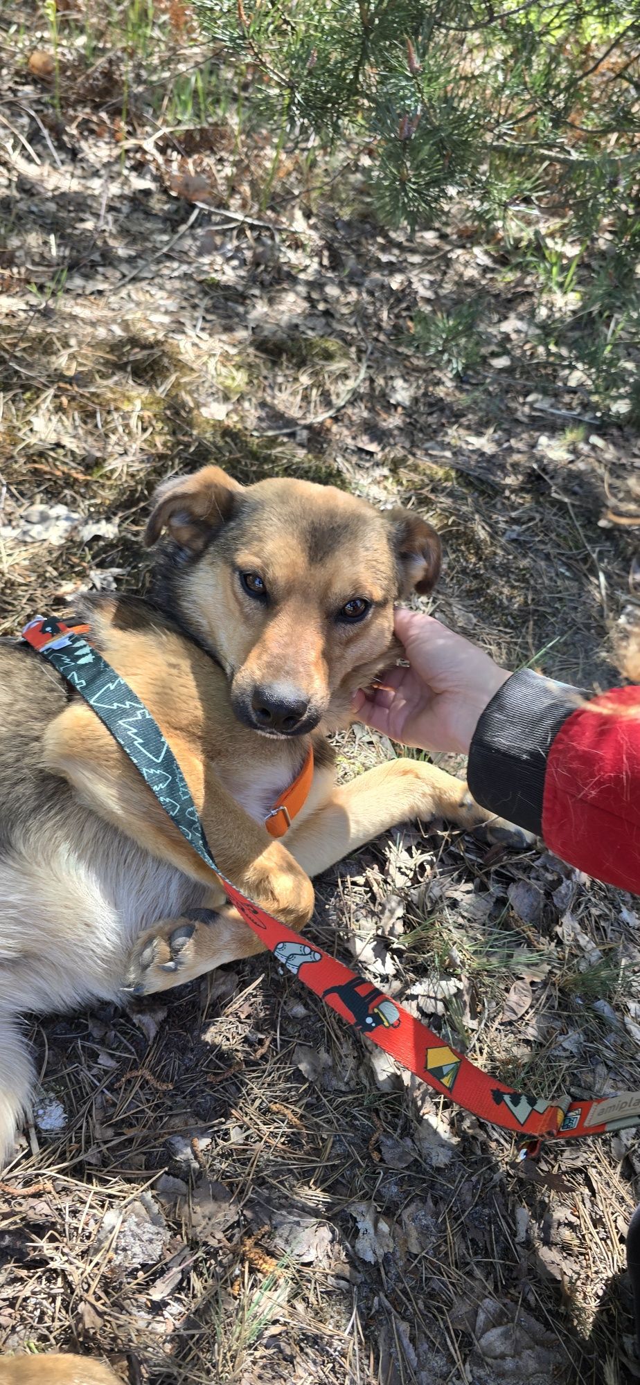 Lukier  młodziutki piesek do adopcji