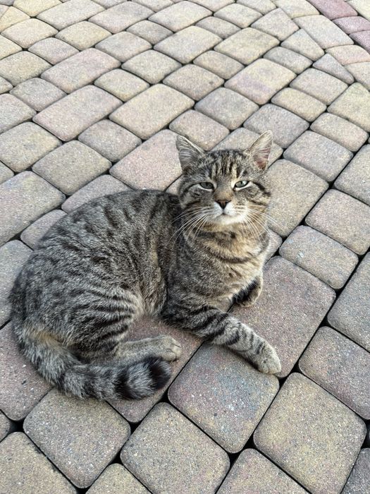 ZAGINĄŁ KOT! Prosimy o pomoc w odnalezieniu!