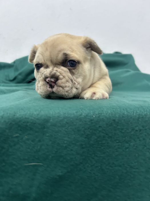 Bulldog frances Menino