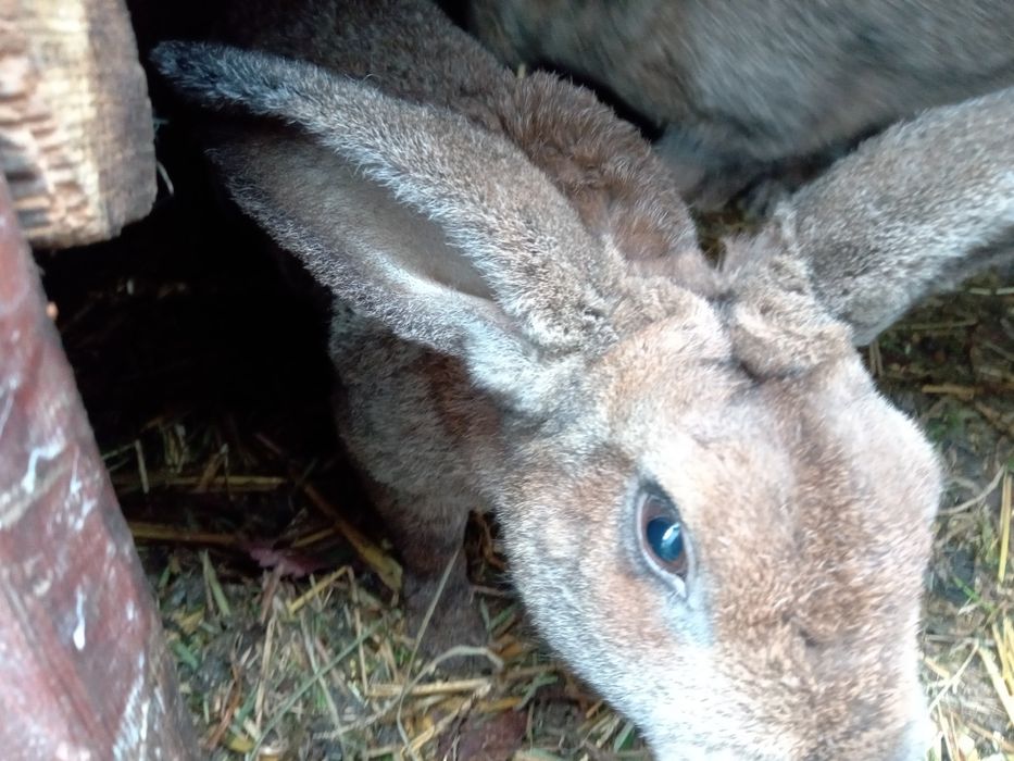 Młody samczyk z kwietnia rex