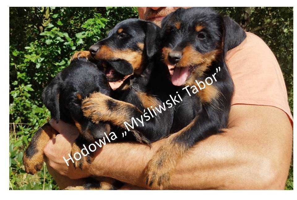 jagdterier- niemiecki terier myśliwski