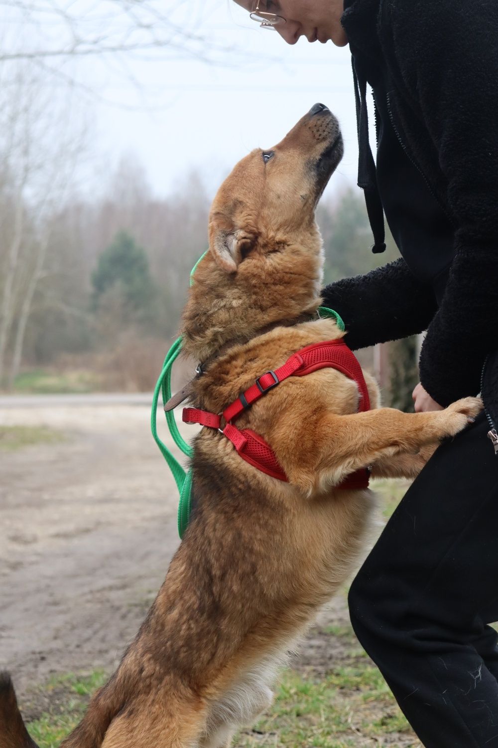 Zenuś 3 letni piesek 12 kg prosi o dom