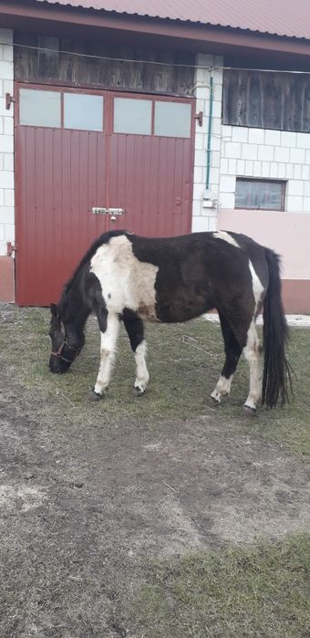 Klacz huculska obustronne pochodzenie.