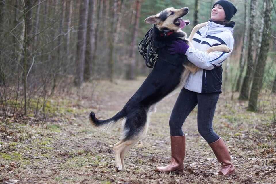 Wrażliwy, fantastyczny wielkopies Polo szuka domu z ogrodem!