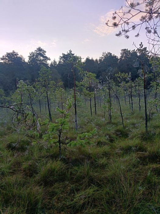 Żurawina leśna z okolic Ruciane -Nida. 3 i pół litra.za 105zl.