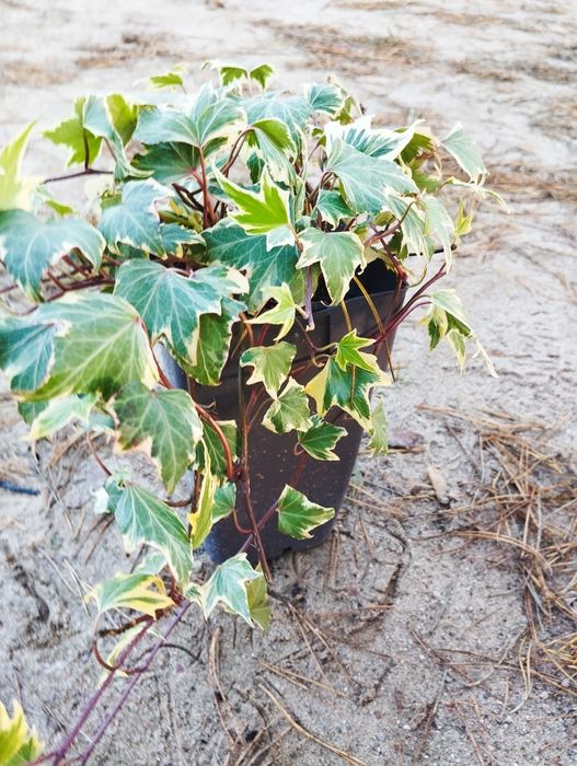 Skimia japońska+hedera helix