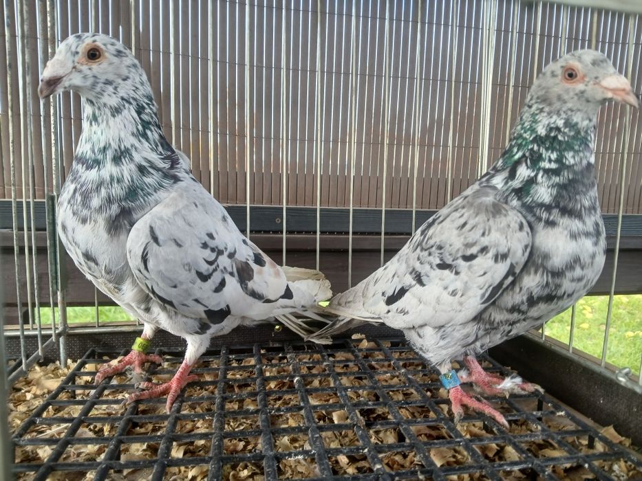 Gołębie pocztowe almond