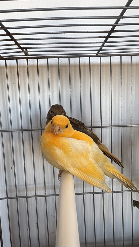 Canários criados em casa com carinho – só para quem ama aves