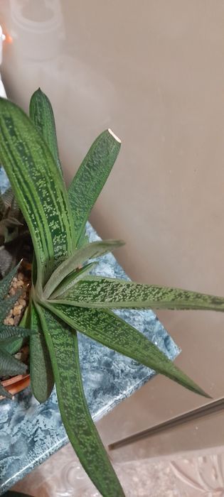 Гастерия , большая и поменьше