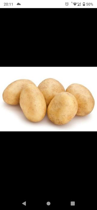 Ziemniaki  jadalne odmiany Vineta, Bellarosa oraz Soraya