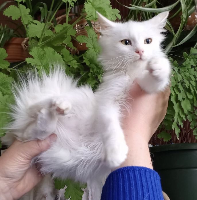 Белый котенок 4мес пушистый ангорский котик білий котята кошеня