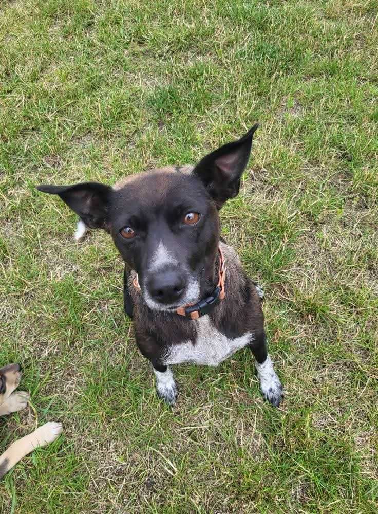 mała suczka do adopcji