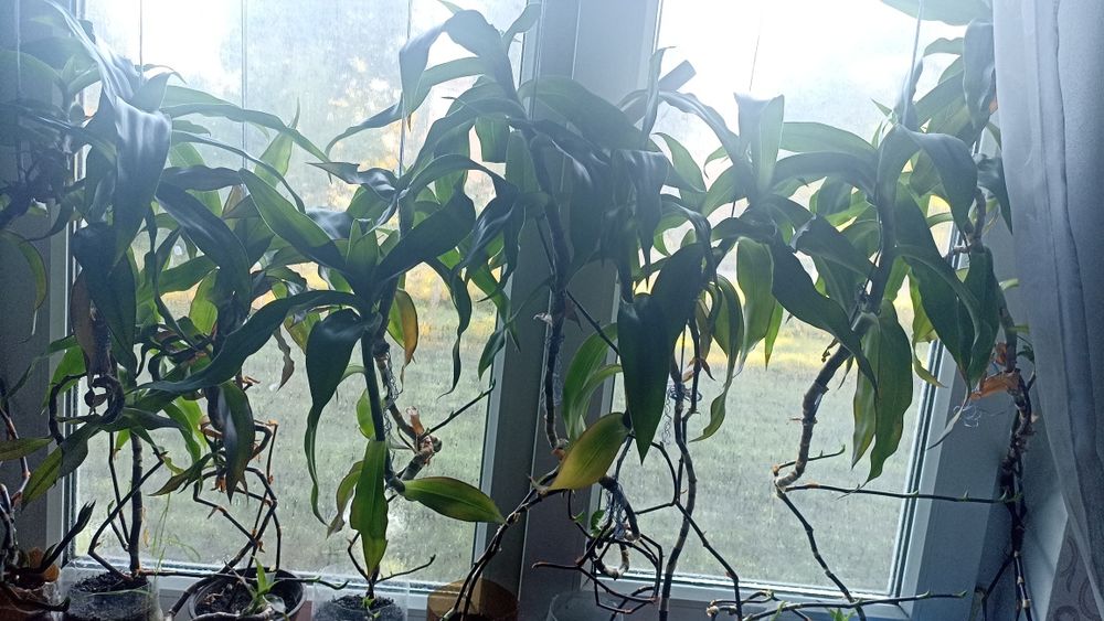 Продам лікувальний золотий вус