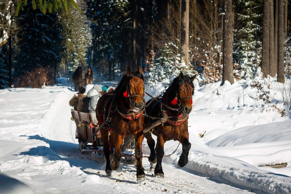 Zapraszamy na kuligi do Istebnej