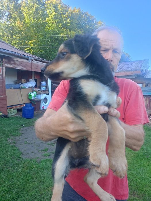 Pieski do adopcji lub do oddania