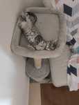 Doa se gata com 7 meses