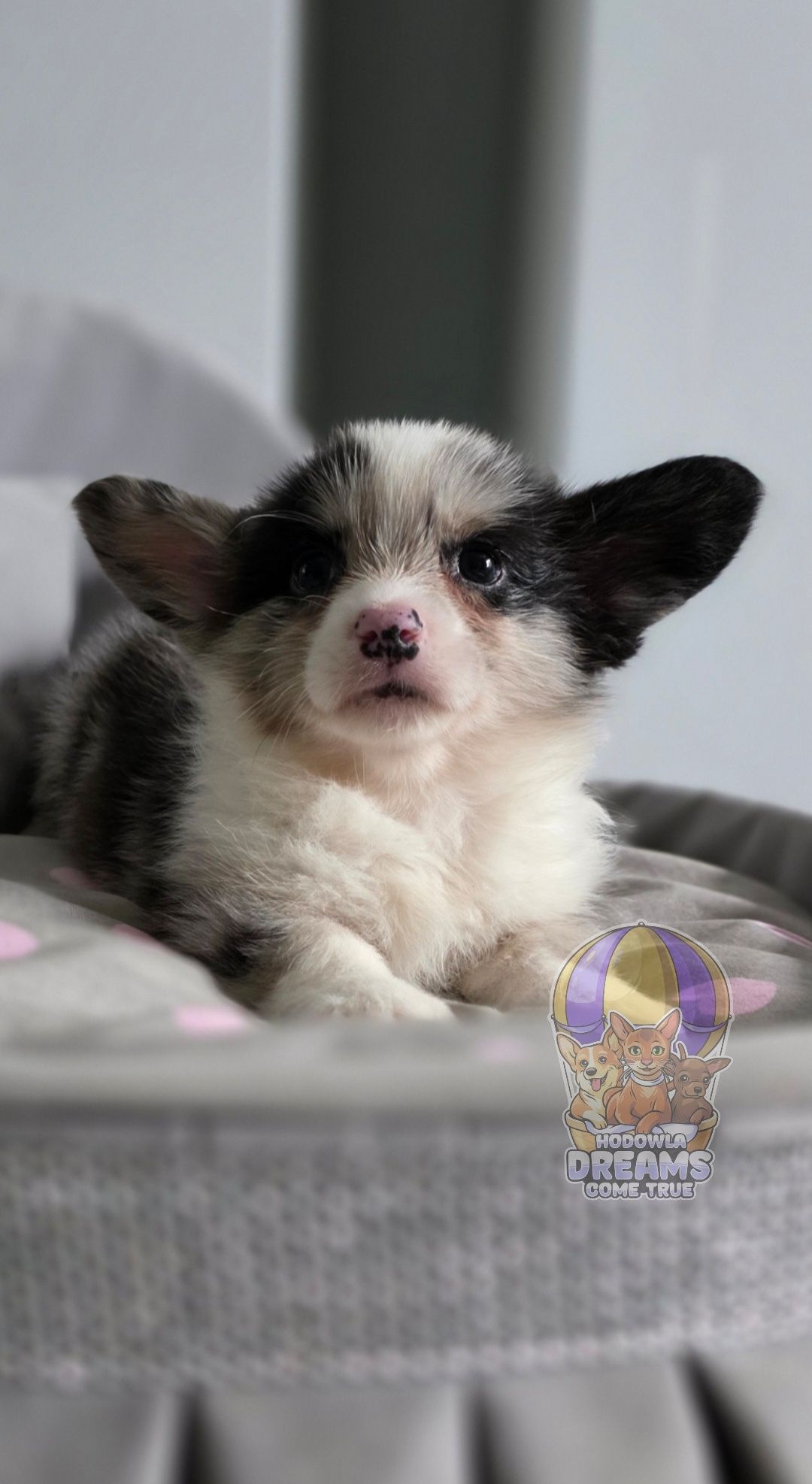 Welsh Corgi Cardigan **Piesek Merle Do Rezerwacji **