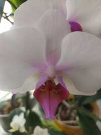 Орхидея фаленопсиис