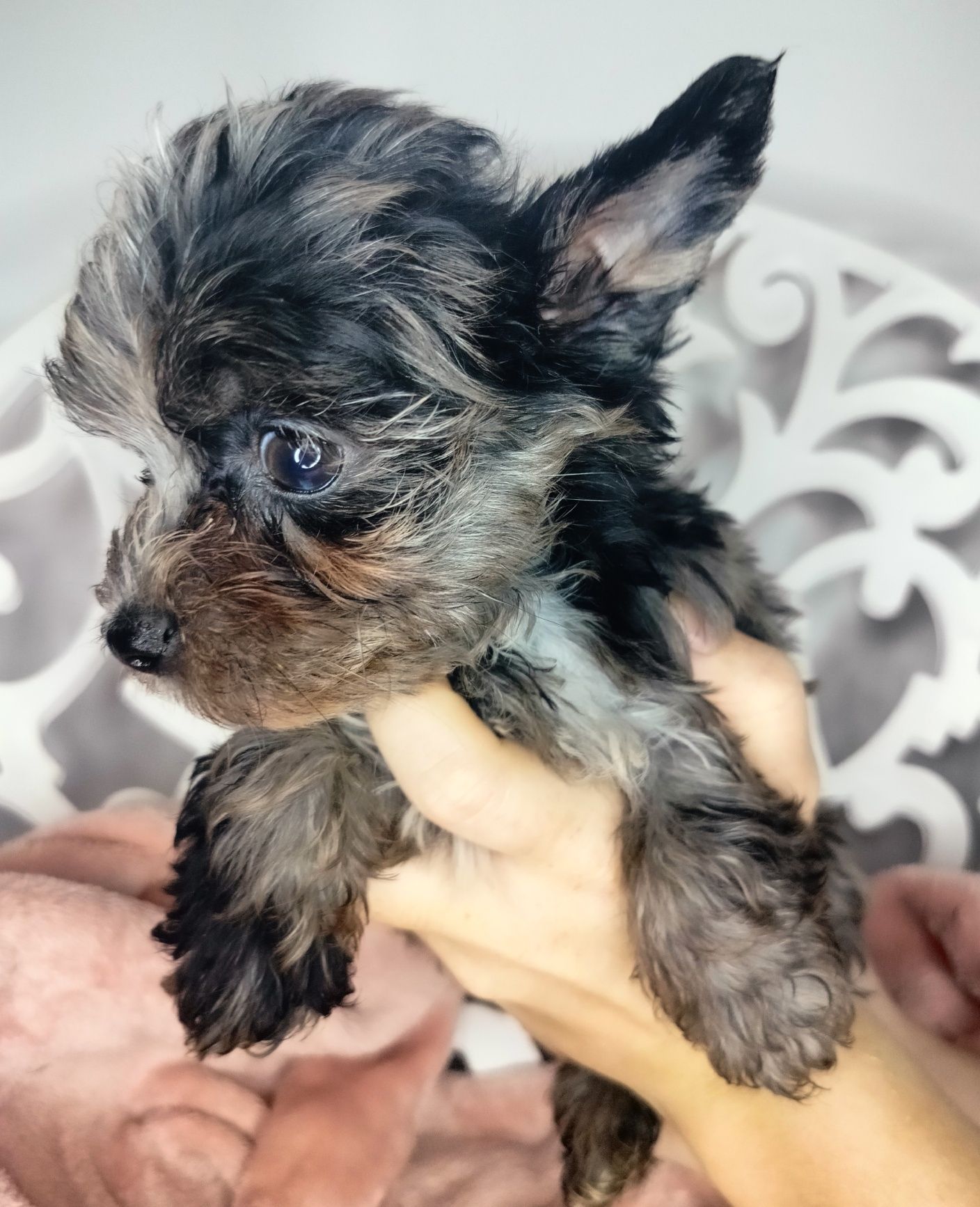 ZAREZERWOWANA. Yorkshire Terrier, Blumerle, suka