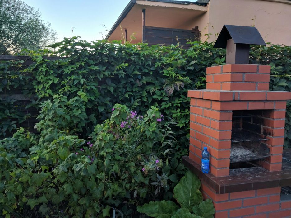 winobluszcz pięciolistkowy sadzonki ukorzenione bluszcz