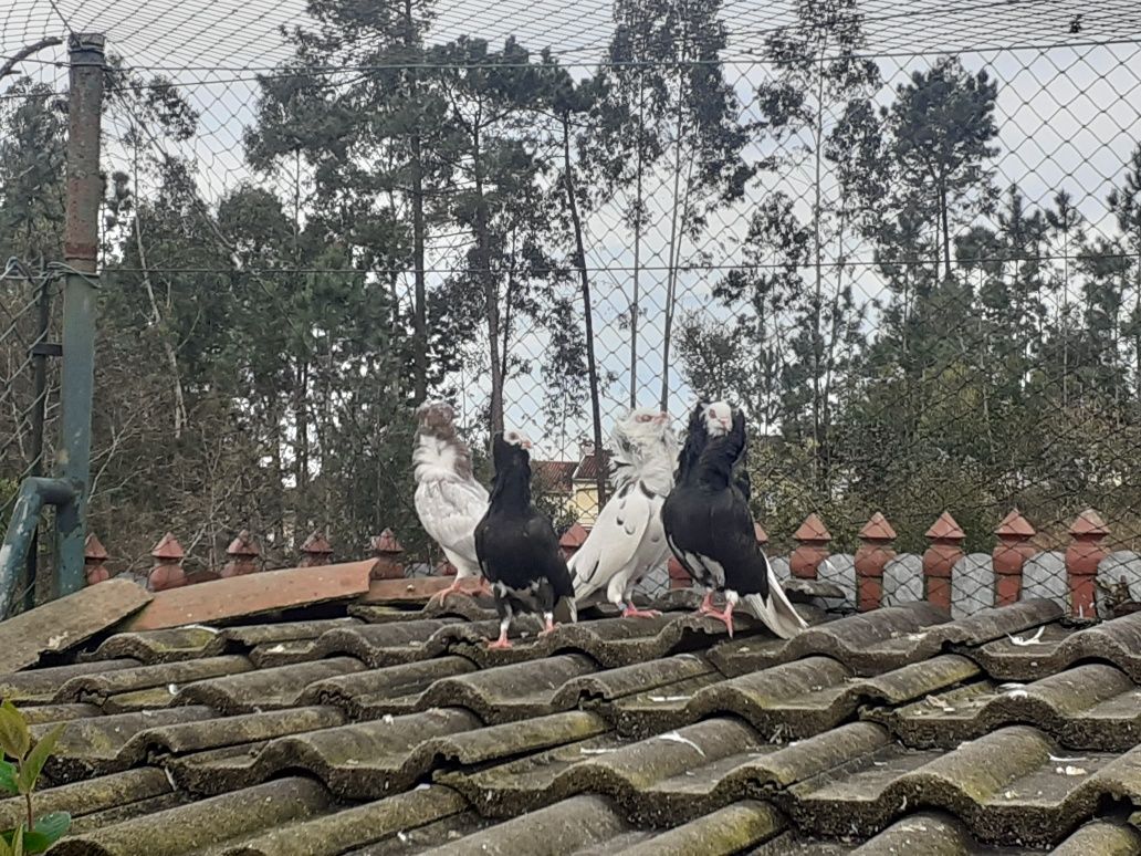pombos de leque duplo e capuchinho