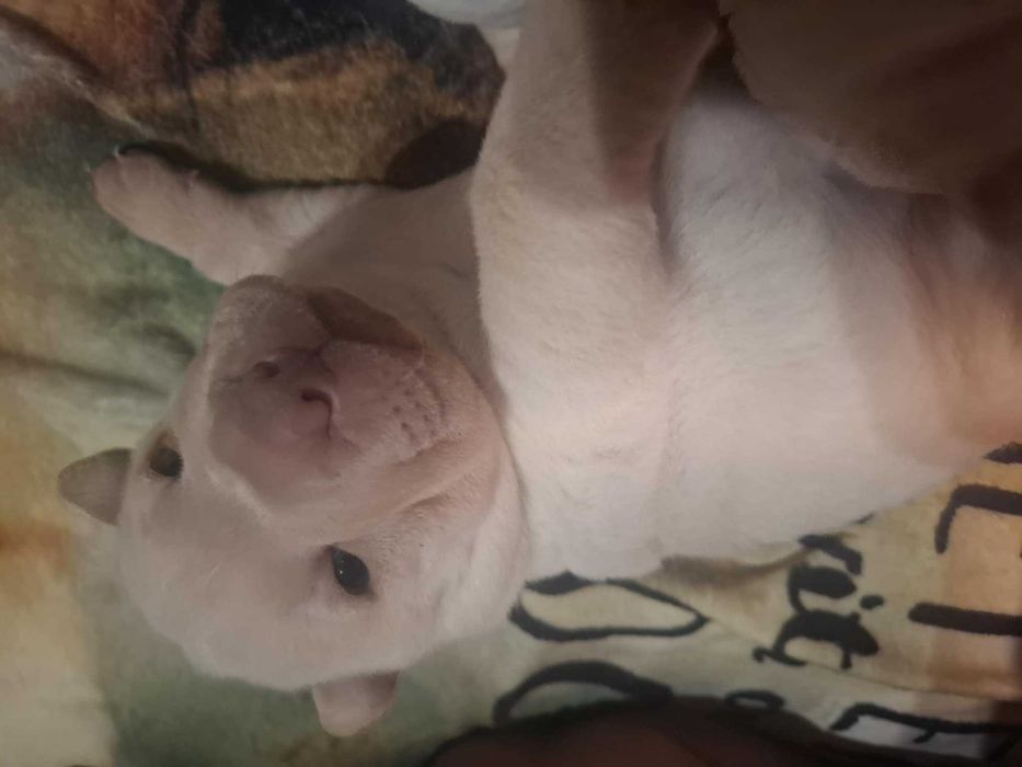 Shar pei szczeniaczek