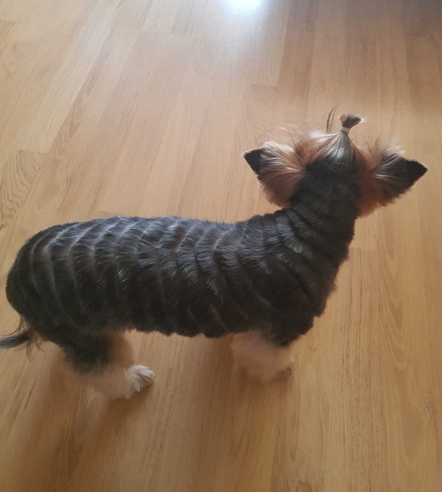 Стрижка грумінг собак в Києві  профессійно