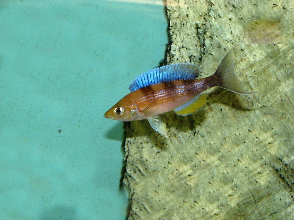 Cyprichromis sp. Kipili zebra Mvuna island tanganika