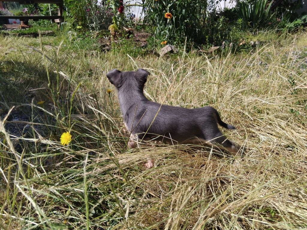 Chihuahua, mini piesek,  szczeniak