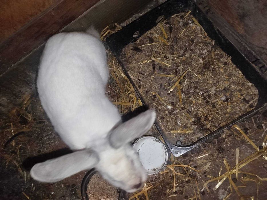 Кроли породы Паннон. Цена за кг живого веса.